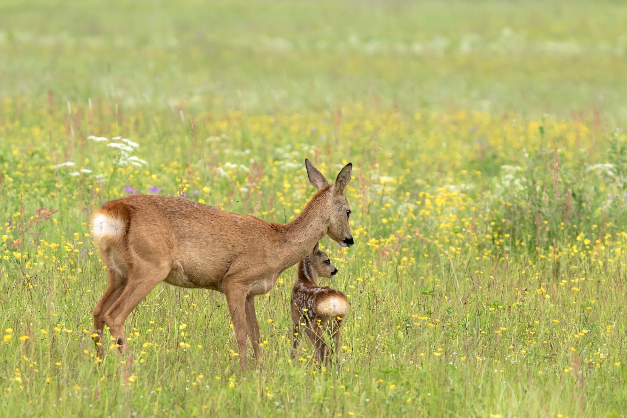 Reh mit Kitz auf einer blühenden Sommerwiese