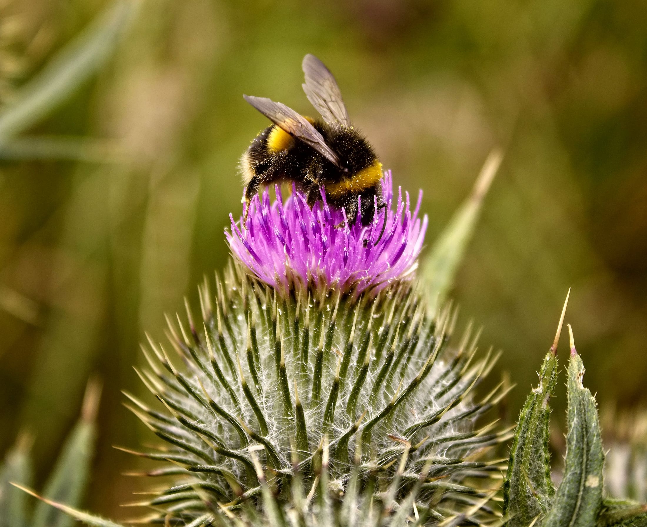 Hummel sammelt Nektar auf einer violetten Distelblüte